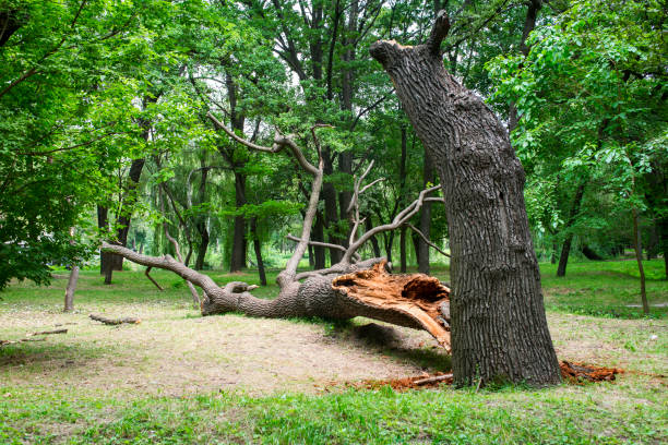 Best Tree Maintenance Programs  in Stuarts Draft, VA