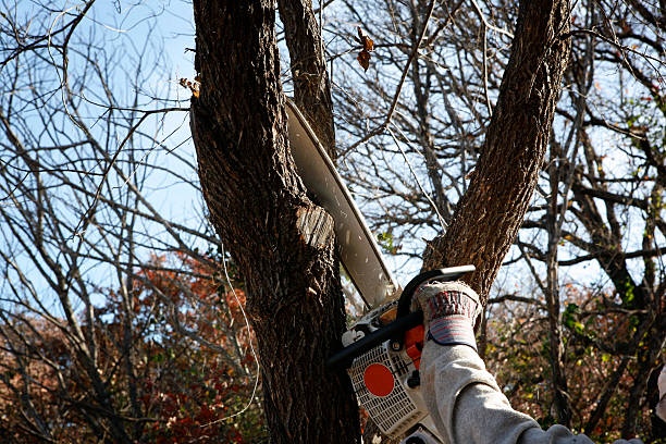  Stuarts Draft, VA Tree Care Pros