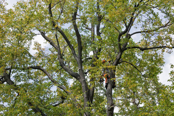 Stuarts Draft, VA Tree Care Company